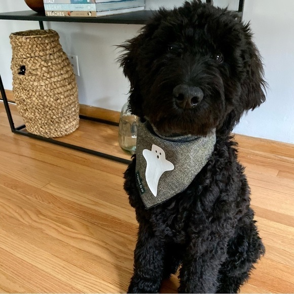 Halloween Bandana - size for Small or Medium dogs - Picture 1 of 3
